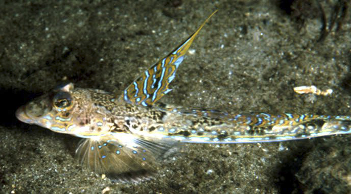 Callionymus maculatus_2256